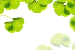 green clover leaves isolated on white background. St.Patrick 's Day photo