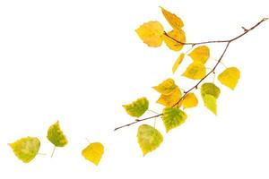hojas de otoño de colores brillantes foto