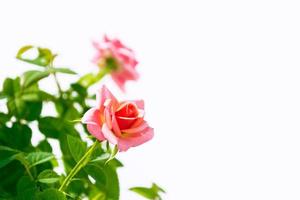 capullo de flores rosas sobre un fondo blanco foto