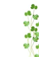 green clover leaves isolated on white background. St.Patrick 's Day photo