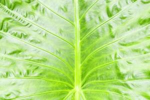 Elephant ear plant, Colocasia, leaf texture background photo