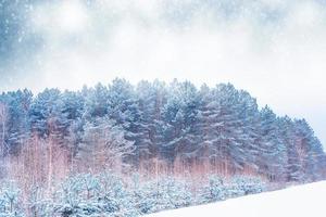 bosque de invierno congelado con árboles cubiertos de nieve. foto