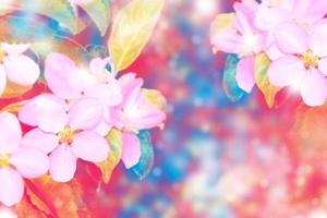 Blossoming branch apple. Bright colorful spring flowers photo