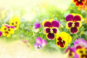 Closeup of colorful pansy flower photo