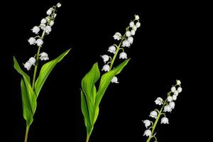 Lily of the valley flower on black background photo