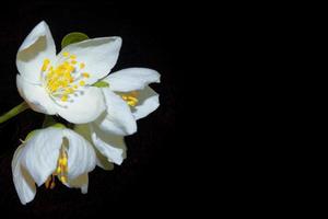 rama de flores de jazmín aislado sobre fondo negro. foto