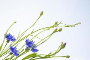 mala hierba de flores de aciano de colores brillantes, centaurea. foto