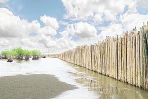 Wetland shore protection using bamboo wall in Rayong, Thailand photo