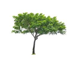 Real green tree isolated over white background photo