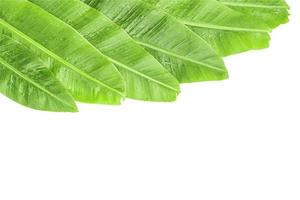 Banana leaves at the top left corner over white background. Photo includes three CLIPPING PATH