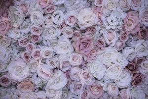 rose flower background photo
