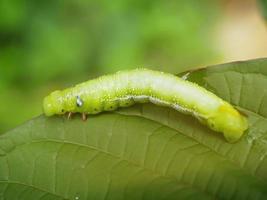 Big green caterpillars. On the leaves, the pests eat and damage. photo