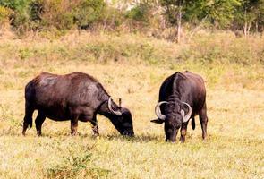 buffalos in the field photo