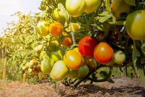 fresh tomatoes in farm photo