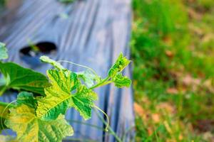 closeup tip of vegetable in garden photo