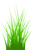 grass, green grass png