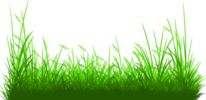 green grass, green reeds