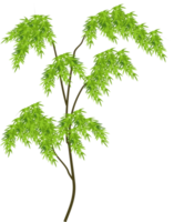 tropical tree, tree thin leaves png