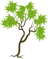 tropischer Baum, Baum dünne Blätter png