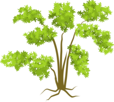 albero, albero della foresta png