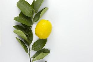 una fruta de limón con hojas aisladas sobre fondo blanco, una rama de fruta de limón en la vista superior foto