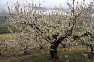 Cherry trees in blossom. Outdoors photo