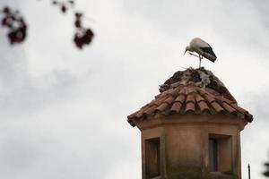 Black and white stork cleaning itself photo