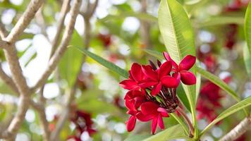 hermoso color rojo de pétalos de frangipani, ramo de flores de plumeria con fondo verde natural. foto