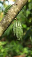 vaina de cacao joven verde en el árbol en el campo. vainas de cacao que se ven frescas y brillantes al sol de la mañana. foto