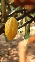 The yellow cocoa pods are ripe on the tree and ready to be harvested. theobroma cocoa L. in field or farm. Cacao pods. photo