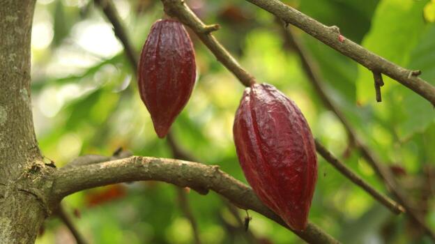 Red cocoa pod on tree in the field. Cocoa or Theobroma cacao L. is a cultivated tree in plantations originating from South America, but is now grown in various tropical areas. Java, Indonesia. photo