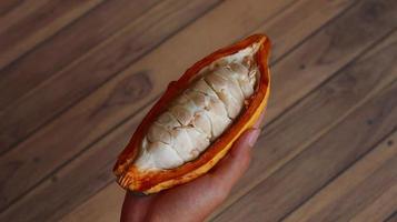 ripe and hand held cocoa pods. cacao pod harvesting and open. split fruit. photo