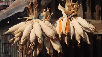 Corn that is still wrapped and ripe that is hung to be preserved for a long time. photo