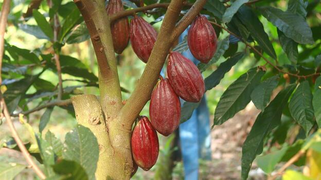 Red cocoa pod on tree in the field. Cocoa or Theobroma cacao L. is a cultivated tree in plantations originating from South America, but is now grown in various tropical areas. Java, Indonesia. photo
