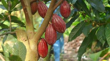 vaina de cacao roja en el árbol en el campo. cacao o theobroma cacao l. es un árbol cultivado en plantaciones originario de sudamérica, pero ahora se cultiva en diversas zonas tropicales. java, indonesia. foto