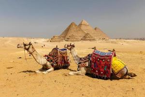 Camels in Giza Pyramid Complex, Cairo, Egypt photo