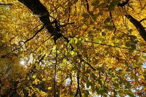 Tree in Yedigoller National Park, Bolu, Turkey photo