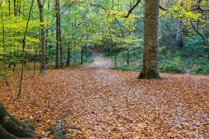 bosque en el parque nacional yedigoller, bolu, turquía foto