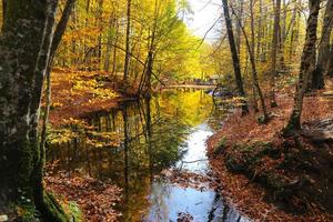 Sazli Lake in Yedigoller National Park, Bolu, Turkey photo