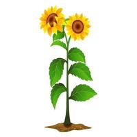 Sunflower plant on white background vector