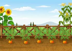 Carrots growing in ecological garden vector