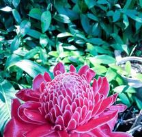 Bright pink Torch Ginger flowers, blurred background, bushes of verdant foliage.  Found in hot and humid regions.  It is an edible herb. photo