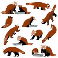 conjunto de panda rojo colección de gatos osos en diferentes poses comer, caminar, sentarse, vistas frontales, laterales y traseras, personajes de animales planos en ilustraciones vectoriales de fondo blanco para tarjetas, libros para niños, carteles vector