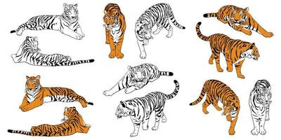 Set of realistic hand drawn Amur tigers color and outline. Big cats sketch stands, lies, walks, hunts poses. Predatory mammals for books, card vector illustration