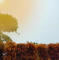 Brown feathers, bushes, green, sky, white Copy space, use it as a background and wallpaper. photo