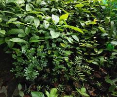 A group of young trees is growing. The sunlight shines on the green leaves in the morning. photo
