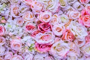 rose flower background photo