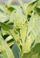 Nicotiana tabacum  herbaceous plant photo