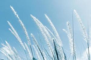 Cogon Grass on blue sky background photo