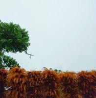 Brown feathers, bushes, green, sky, white Copy space, use it as a background and wallpaper. photo